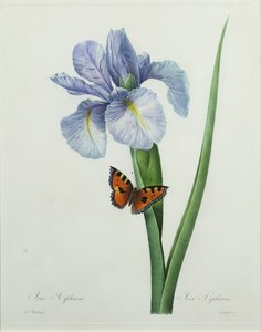 Iris xiphium, Engraved by Langlois, from 